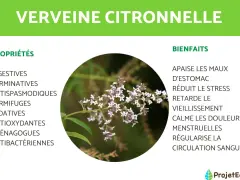 Gros plan sur une branche de verveine citronnelle aux petites fleurs blanches et violettes, avec ses propriétés et bienfaits listés.