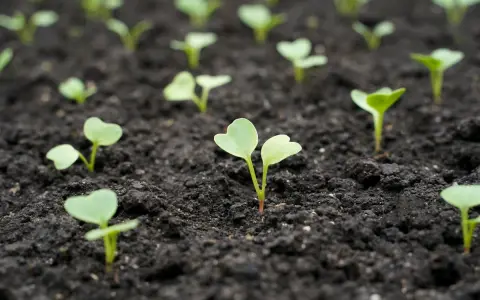 De jeunes pousses de radis émergent de la terre sombre, promettant une récolte future.