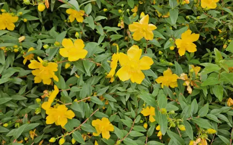 Fleurs jaunes éclatantes de millepertuis, évoquant ses nombreux bienfaits pour le bien-être.