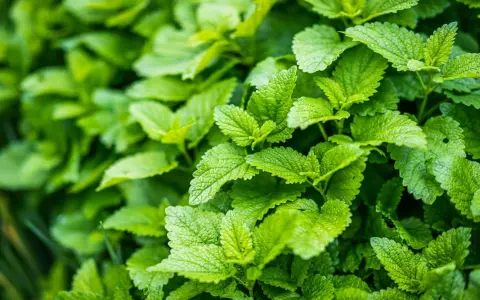 Feuilles vertes et texturées de la melisse, luxuriantes et vibrantes, évoquant la fraîcheur d'un jardin.