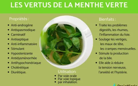 Infographie sur les vertus de la menthe verte, montrant une tasse de tisane. Elle détaille ses propriétés et bienfaits, notamment l'effet de la menthe sur la femme, soulageant les crampes menstruelles.