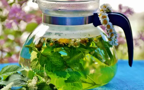 Thé vert infusé avec des fleurs de marguerite et de la menthe dans une théière en verre. Une guirlande de marguerites décore la anse. Une belle illustration de la différence entre décoction et infusion.