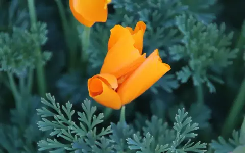 Un pavot de Californie orange vif se déploie au milieu de feuilles vertes découpées.