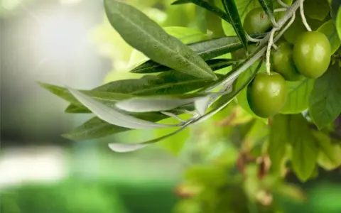Branche d'olivier avec des olives vertes et une feuille d'olivier sous un soleil éclatant.