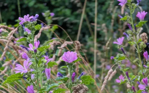 Des fleurs mauve délicates s'épanouissent parmi les herbes sèches, leurs pétales fins capturant la lumière.