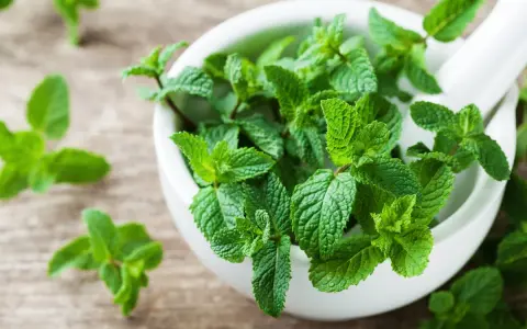Un mortier rempli de feuilles de menthe fraîche, évoquant les nombreux bienfaits de cette plante aromatique pour la santé et le bien-être.
