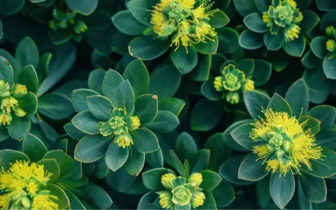 Plantes vertes aux feuilles épaisses et succulentes, avec de petites fleurs jaunes au centre. Une belle vue de la rhodiola rosea.