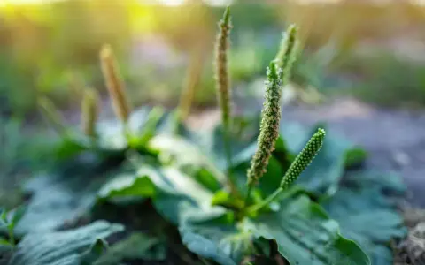 Plante de plantain aux épis floraux verts et bruns, rappelant les nombreux plantain bienfaits pour la santé.