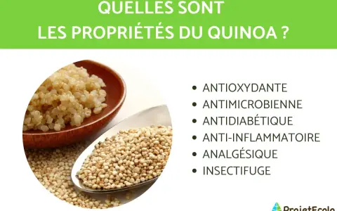 Le quinoa, riche en nutriments, est présenté avec ses propriétés : antioxydantes, antimicrobiennes, antidiabétiques, anti-inflammatoires, analgésiques et insectifuges.