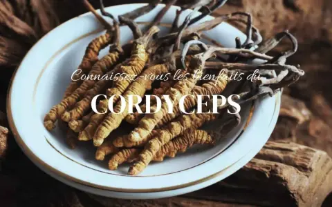 Des cordyceps séchés dans une assiette blanche, évoquant les bienfaits de cette plante médicinale.