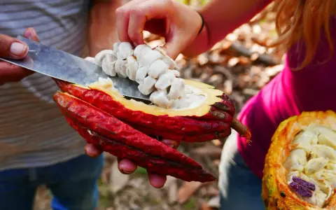 Main de femme retirant des fèves de cacao crues d'une cabosse rouge vif. Attention, le cacao cru peut présenter un danger.
