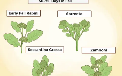 Quatre variétés de pousse de brocoli : Early Fall Rapini, Sorrento, Sessantina Grossa et Zamboni.