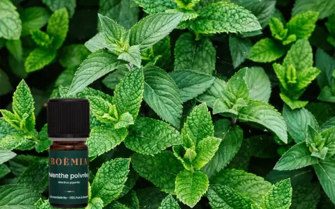 Flacon d'huile essentielle de menthe poivrée, entouré de feuilles de menthe fraîche. Attention, la menthe poivrée peut présenter un danger si mal utilisée.