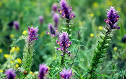 Fleurs d'astragale violettes et jaunes dans un champ verdoyant. Ces plantes sont connues pour leurs nombreux astragale bienfaits.