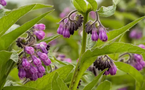 Fleurs de consoude violettes pendantes, aux feuilles vertes velues. La plante est connue pour ses nombreux bienfaits.