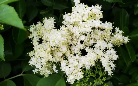 Gros plan sur un bouquet de fleurs de sureau blanches et crémeuses, entourées de feuilles vertes luxuriantes.