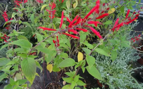 Plantes de sauge ananas aux fleurs rouges vives, avec des feuilles vertes et quelques touches jaunes.
