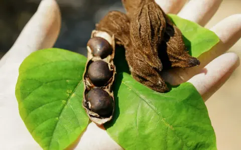 Gants blancs tenant des feuilles vertes et des gousses de mucuna pruriens, certaines ouvertes révélant des graines noires.