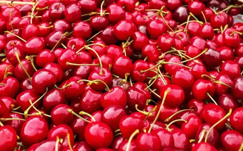 Un tas de cerises rouges brillantes, chacune avec sa queue verte, prêtes à être dégustées.