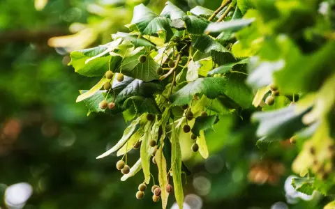 Rameau de tilleul avec ses fruits et feuilles vertes. Idéal pour une infusion tilleul enceinte, apaisante et naturelle.