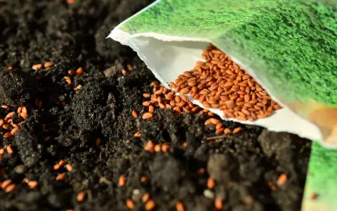 Graine de cresson versée sur la terre, promettant ses nombreux bienfaits pour la santé.