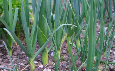 Des jeunes germes de poireaux poussent dans le sol, leurs longues feuilles vertes se dressant fièrement.