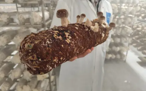 Une main tient un tronc de champignon adaptogène en pleine croissance, prêt à être récolté dans une ferme spécialisée.