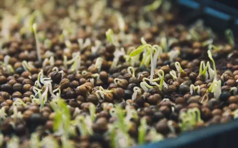 Graines germées dans un plateau, de minuscules pousses vertes émergent de petites graines brunes.
