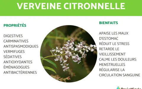 Verveine citronnelle, plante aux multiples bienfaits pour la santé, idéale en tisane. Apaise maux d'estomac, réduit stress.