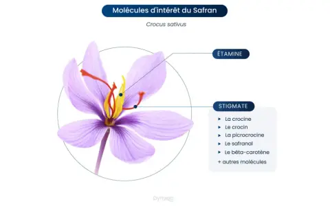 Fleur de safran (Crocus sativus) montrant ses stigmates et étamines, sources de molécules aux nombreux safran bienfaits.