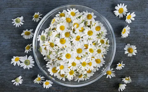 Un bol rempli de fleurs de camomille blanches et jaunes, évoquant les 10 bienfaits de la camomille pour la santé et le bien-être.