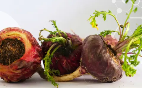 Trois racines de maca, certaines coupées, montrent leurs textures terreuses et leurs jeunes pousses vertes.