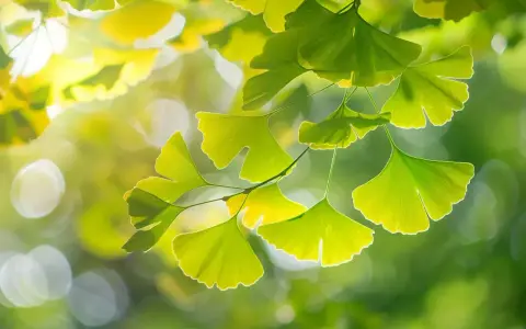Feuilles vertes en éventail d'un arbre ginkgo biloba, illuminées par le soleil, avec un arrière-plan flou et lumineux.