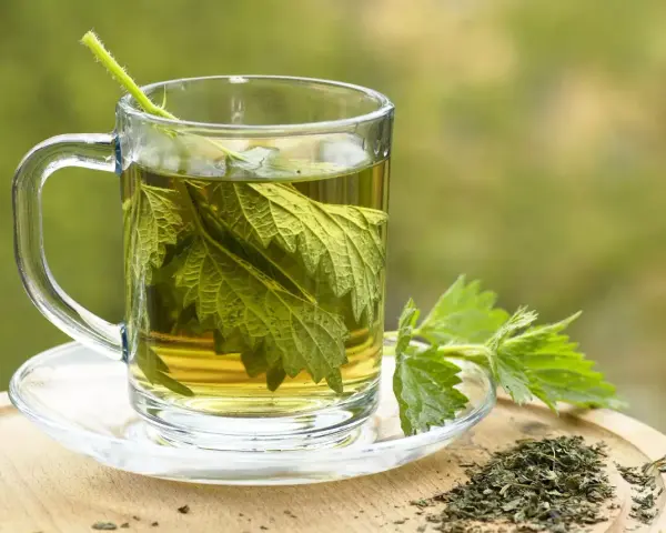 Une tasse en verre remplie d'infusion ortie, avec des feuilles fraîches et séchées à côté.