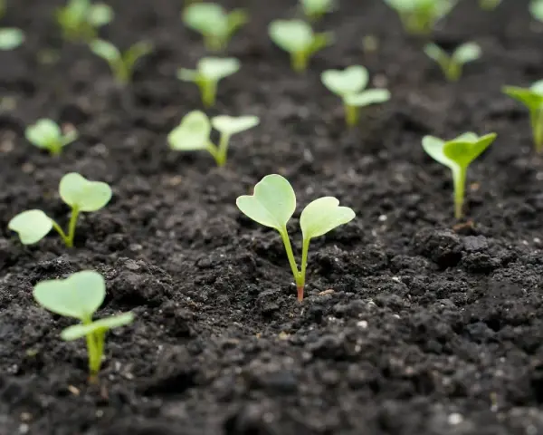 De jeunes pousses de radis émergent de la terre sombre, promettant une récolte future.