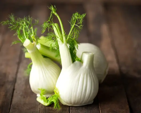 Trois bulbes de fenouil frais sur fond de bois. Le fenouil est connu pour ses propriétés bénéfiques, y compris pour aider à maigrir.
