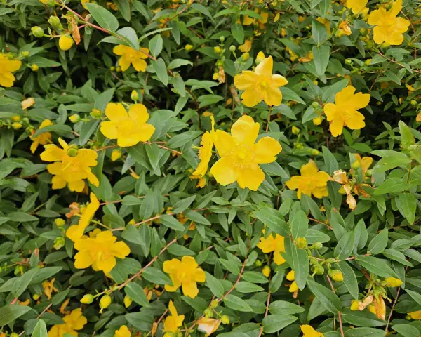 Fleurs jaunes éclatantes de millepertuis, évoquant ses nombreux bienfaits pour le bien-être.
