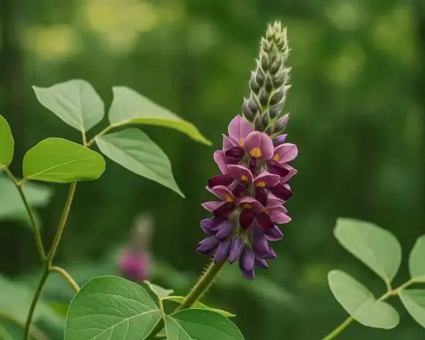Fleur de kudzu aux teintes violettes et roses, évoquant ses nombreux kudzu bienfaits. Des feuilles vertes l'entourent dans un décor forestier flou.