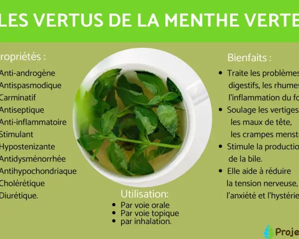 Infographie sur les vertus de la menthe verte, montrant une tasse de tisane. Elle détaille ses propriétés et bienfaits, notamment l'effet de la menthe sur la femme, soulageant les crampes menstruelles.