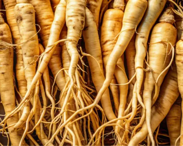 Racines de ginseng entrelacées, évoquant les nombreux ginseng bienfaits pour la santé et le bien-être.