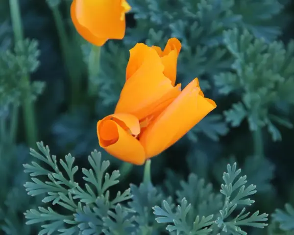 Un pavot de Californie orange vif se déploie au milieu de feuilles vertes découpées.