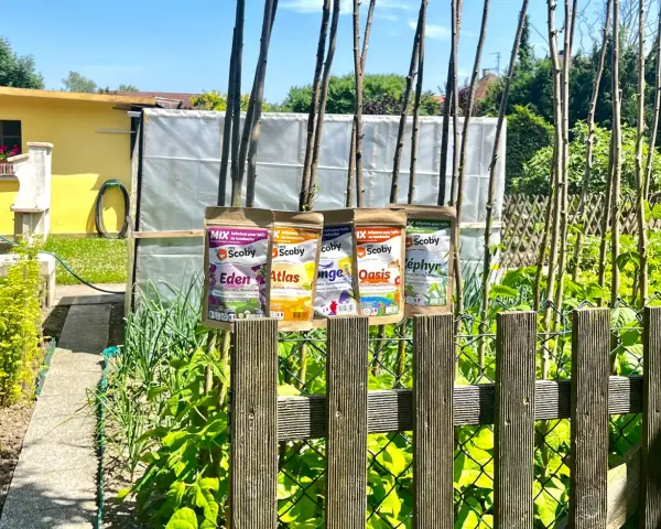 Quatre sachets d'infusions pour kéfir ou kombucha, "Eden", "Atlas", "Oasis" et "Zéphyr", sont accrochés à des piquets dans un jardin ensoleillé.