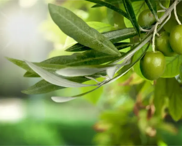 Branche d'olivier avec des olives vertes et une feuille d'olivier sous un soleil éclatant.