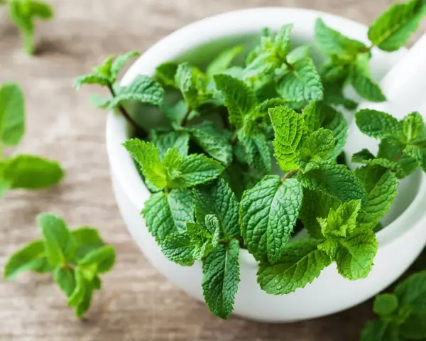 Un mortier rempli de feuilles de menthe fraîche, évoquant les nombreux bienfaits de cette plante aromatique pour la santé et le bien-être.