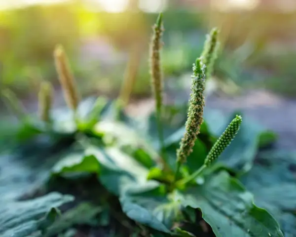Plante de plantain aux épis floraux verts et bruns, rappelant les nombreux plantain bienfaits pour la santé.