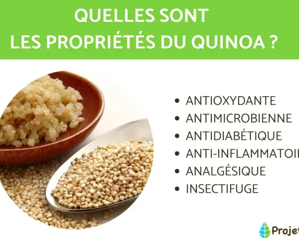 Le quinoa, riche en nutriments, est présenté avec ses propriétés : antioxydantes, antimicrobiennes, antidiabétiques, anti-inflammatoires, analgésiques et insectifuges.