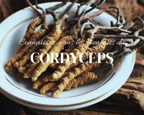Des cordyceps séchés dans une assiette blanche, évoquant les bienfaits de cette plante médicinale.