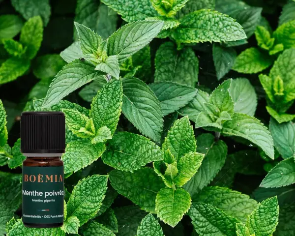 Flacon d'huile essentielle de menthe poivrée, entouré de feuilles de menthe fraîche. Attention, la menthe poivrée peut présenter un danger si mal utilisée.
