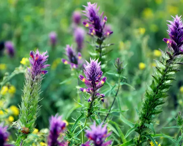 Fleurs d'astragale violettes et jaunes dans un champ verdoyant. Ces plantes sont connues pour leurs nombreux astragale bienfaits.