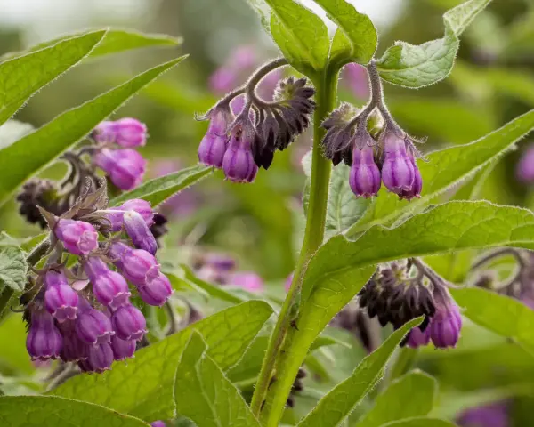 Fleurs de consoude violettes pendantes, aux feuilles vertes velues. La plante est connue pour ses nombreux bienfaits.